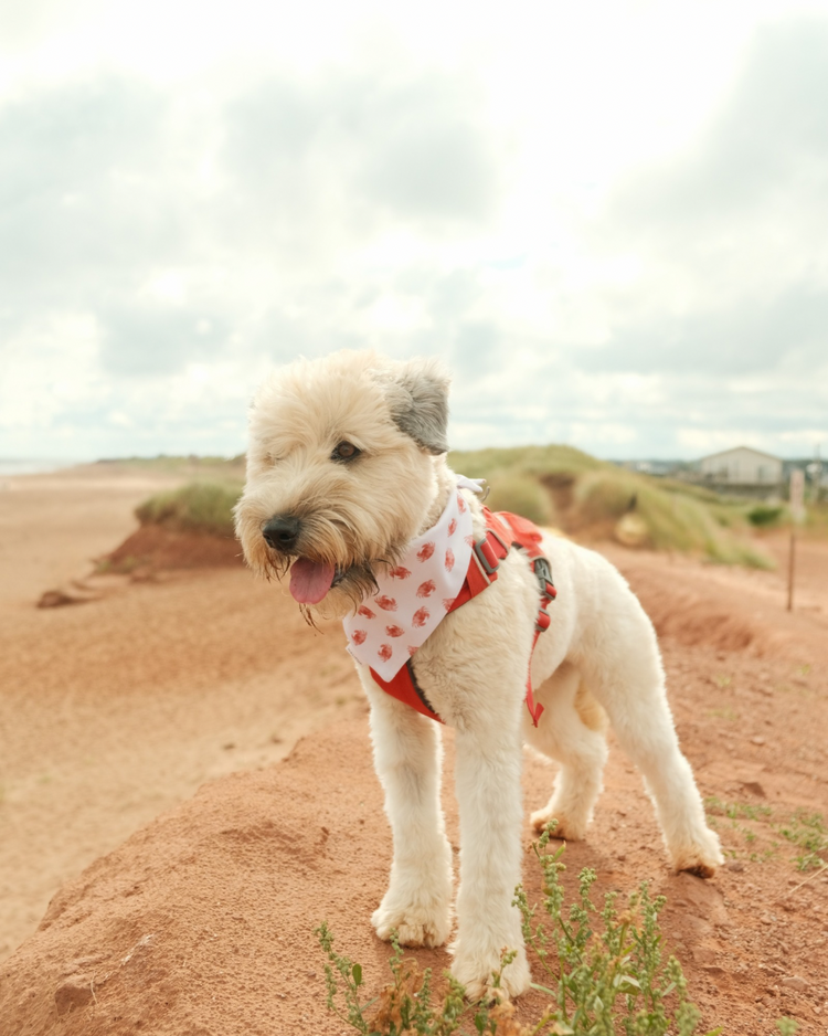Harbour City Halifax Dog Bandana