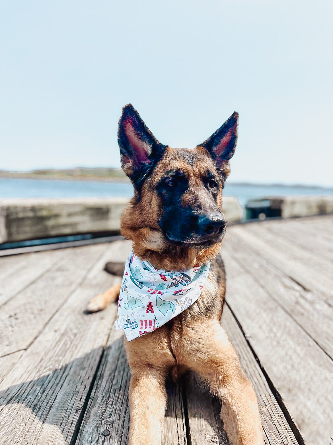 Nauti Dog Bandana. Handcrafted Dog Accessories for Your Pet
