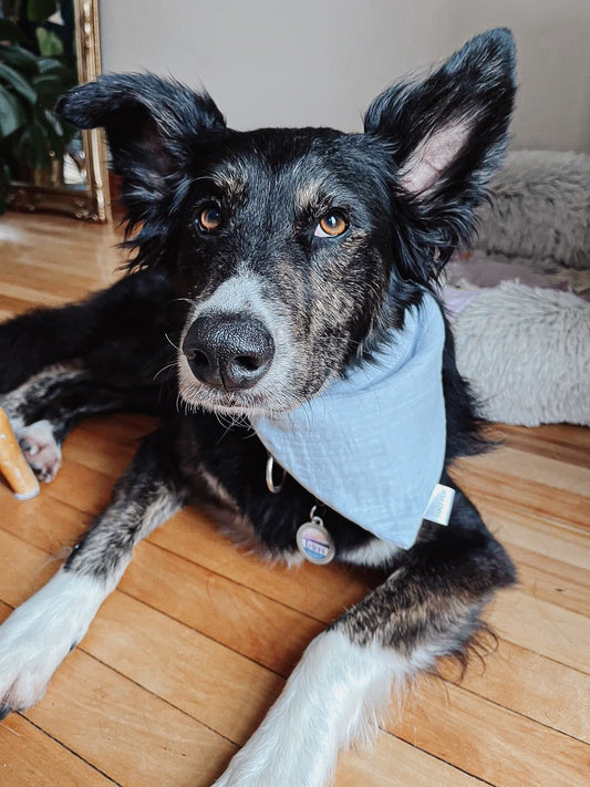 Light Blue Double Gauze, Dog Bandana