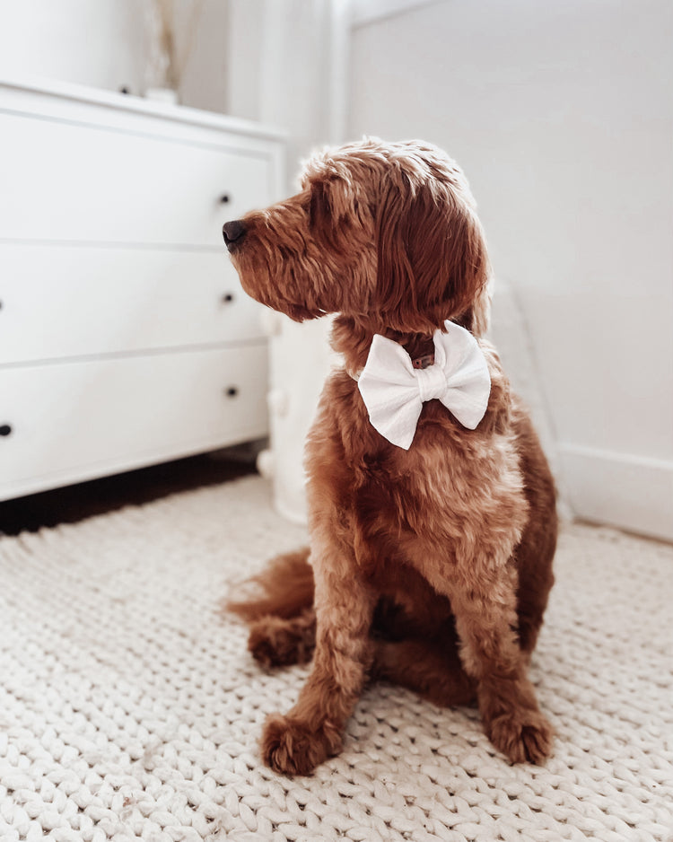 White knit slip over the collar dog & cat bow