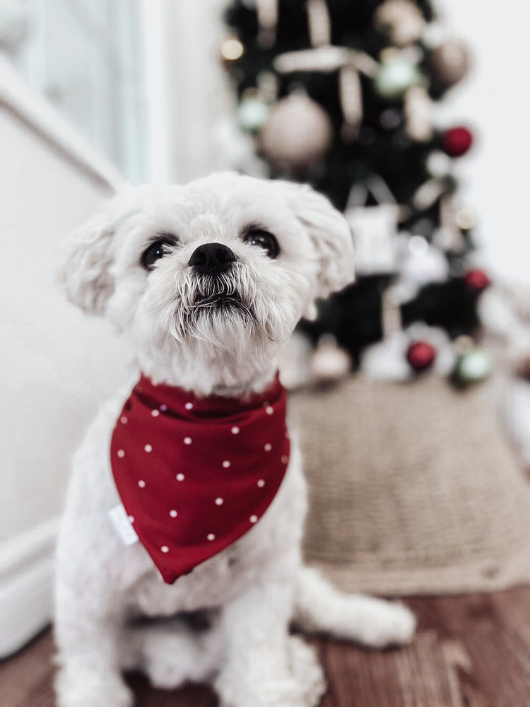 Reindeer with reversible red and white polkadot, all terrain dog bandana