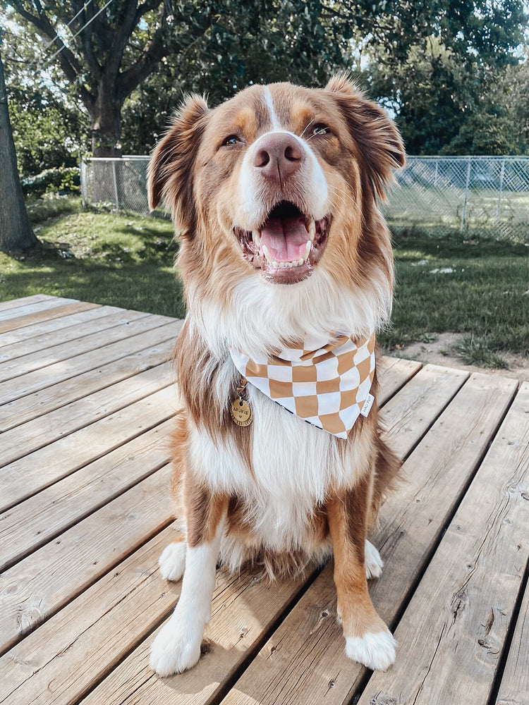 Needy AF hearts, with reversible burnt orange check, cooling tie and snap dog bandana