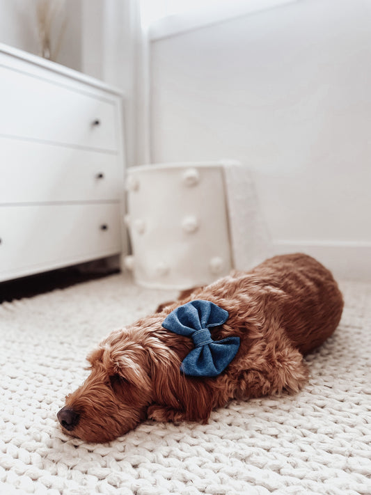 Denim slip over the collar, dog & cat bow