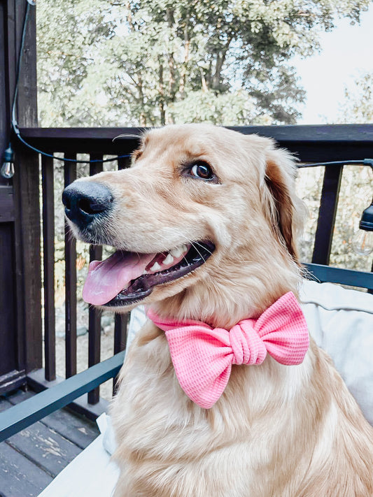 Lilac Swiss dot, adjustable top knot pup bow/bowtie