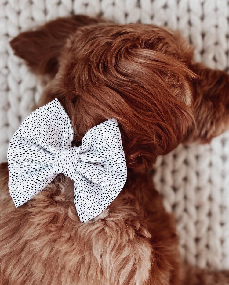 Black and white dots, over the collar, dog and cat bow