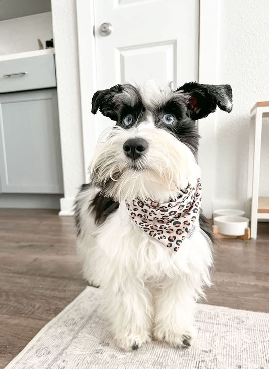 Leopard & Hearts Dog Bandana